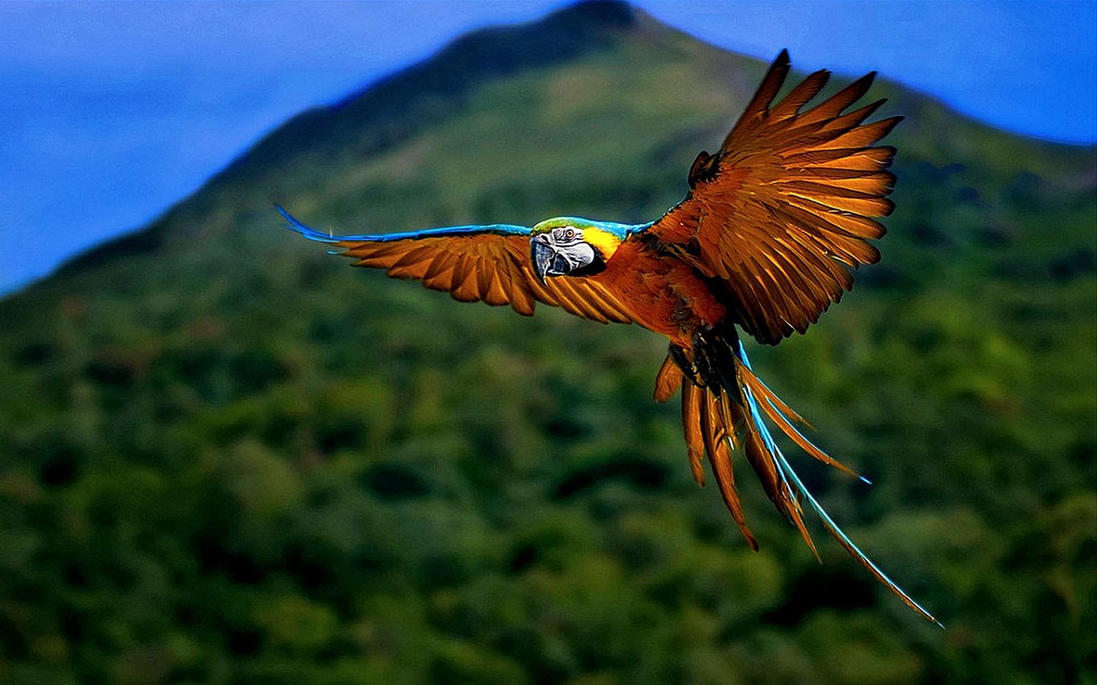 Bird Wallpapers 2.3 Update